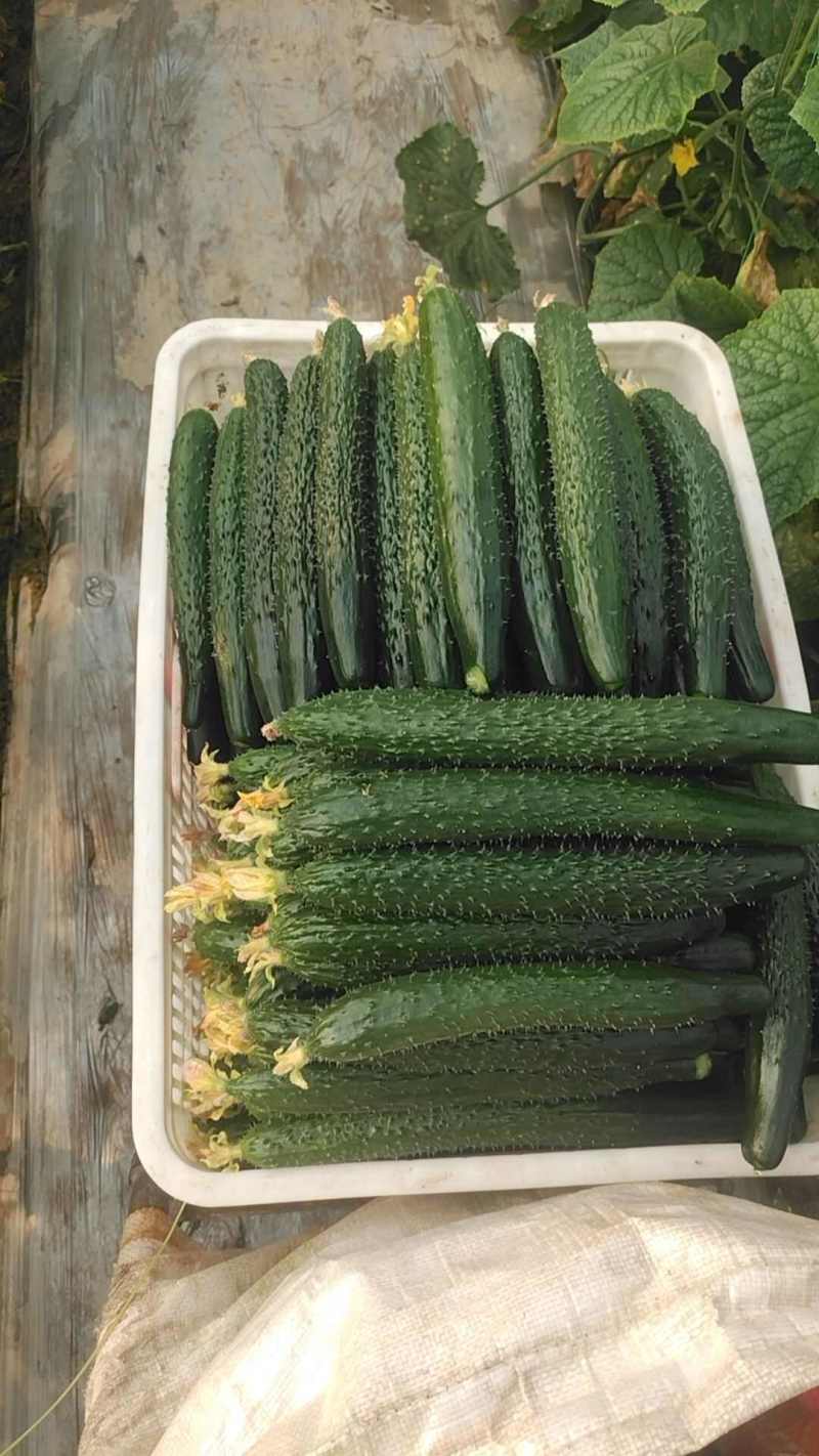 青瓜青皮青肉密刺黄瓜商超社团电商供货代收代发全国市场