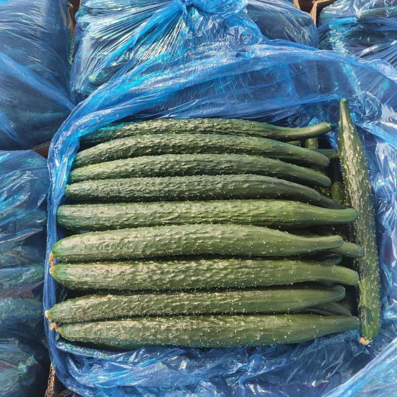 青瓜青皮青肉密刺黄瓜商超社团电商供货代收代发全国市场