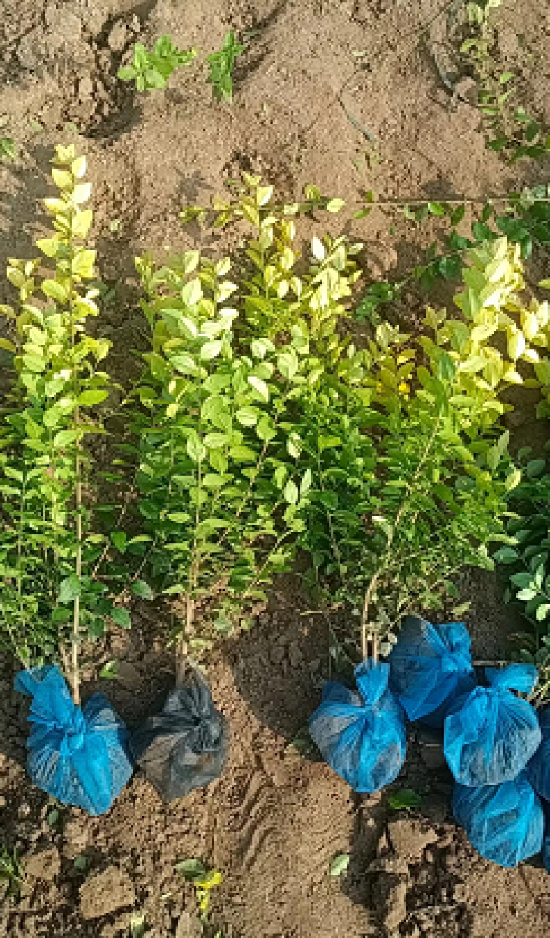 江苏卫矛品质保证产地直发可视频看货欢迎咨询