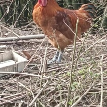 合川乡村土鸡