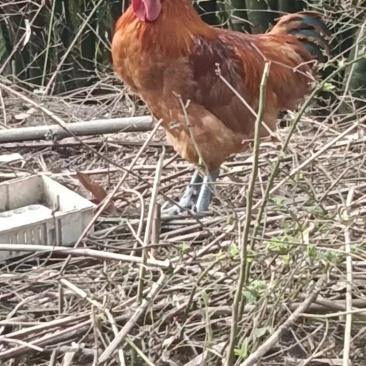 合川乡村土鸡