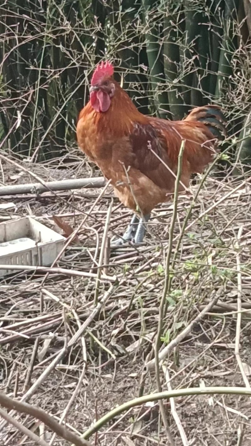 合川乡村土鸡