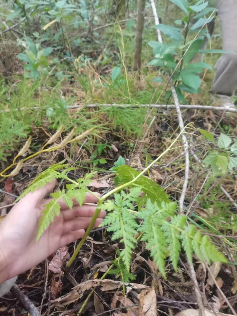 一朵云小春花蛇不见阴地蕨云南中药材