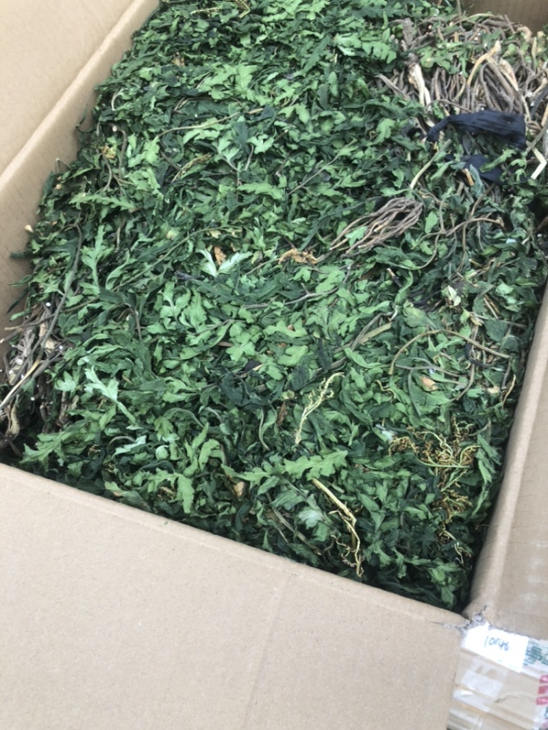 一朵云小春花蛇不见阴地蕨云南中药材