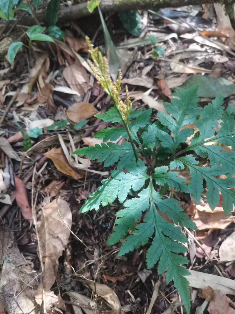一朵云小春花蛇不见阴地蕨云南中药材