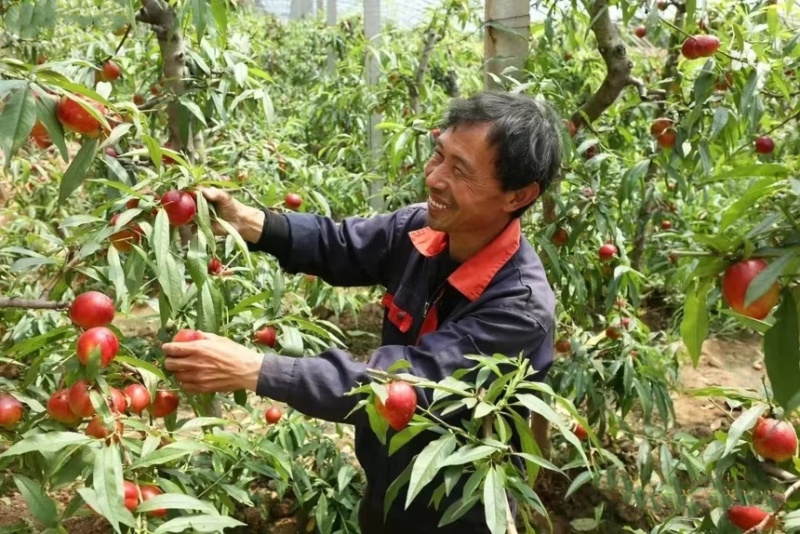 【实力推荐】云南早熟黄心油桃中油油桃对接商超电商社区