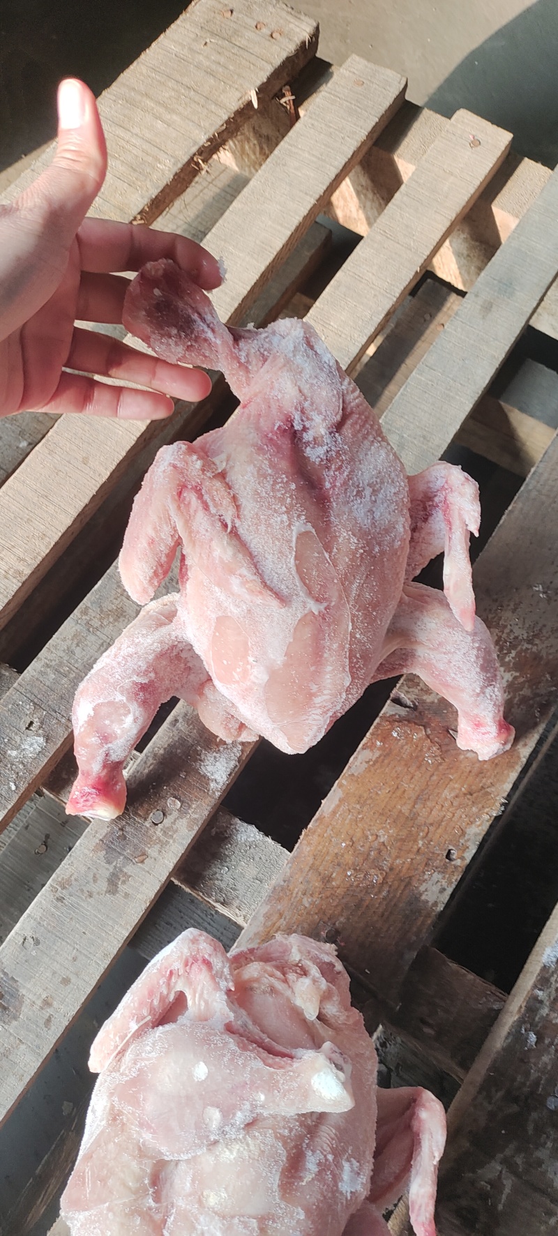 二级肉食西装有货，切块原料，需要的老板来聊，诚信经营