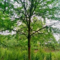 皂角树，基地出售，街道公园绿化树，枝叶茂密，规格齐全。