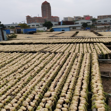 中山市特色农副产品关家尾头