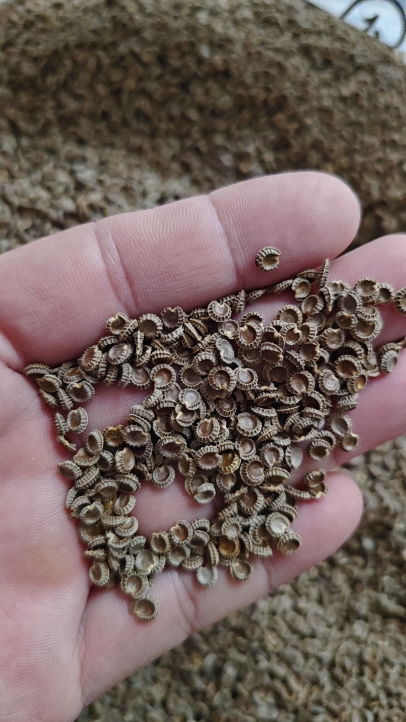 粉防己种子干静止处理改良过产量含量高价值高