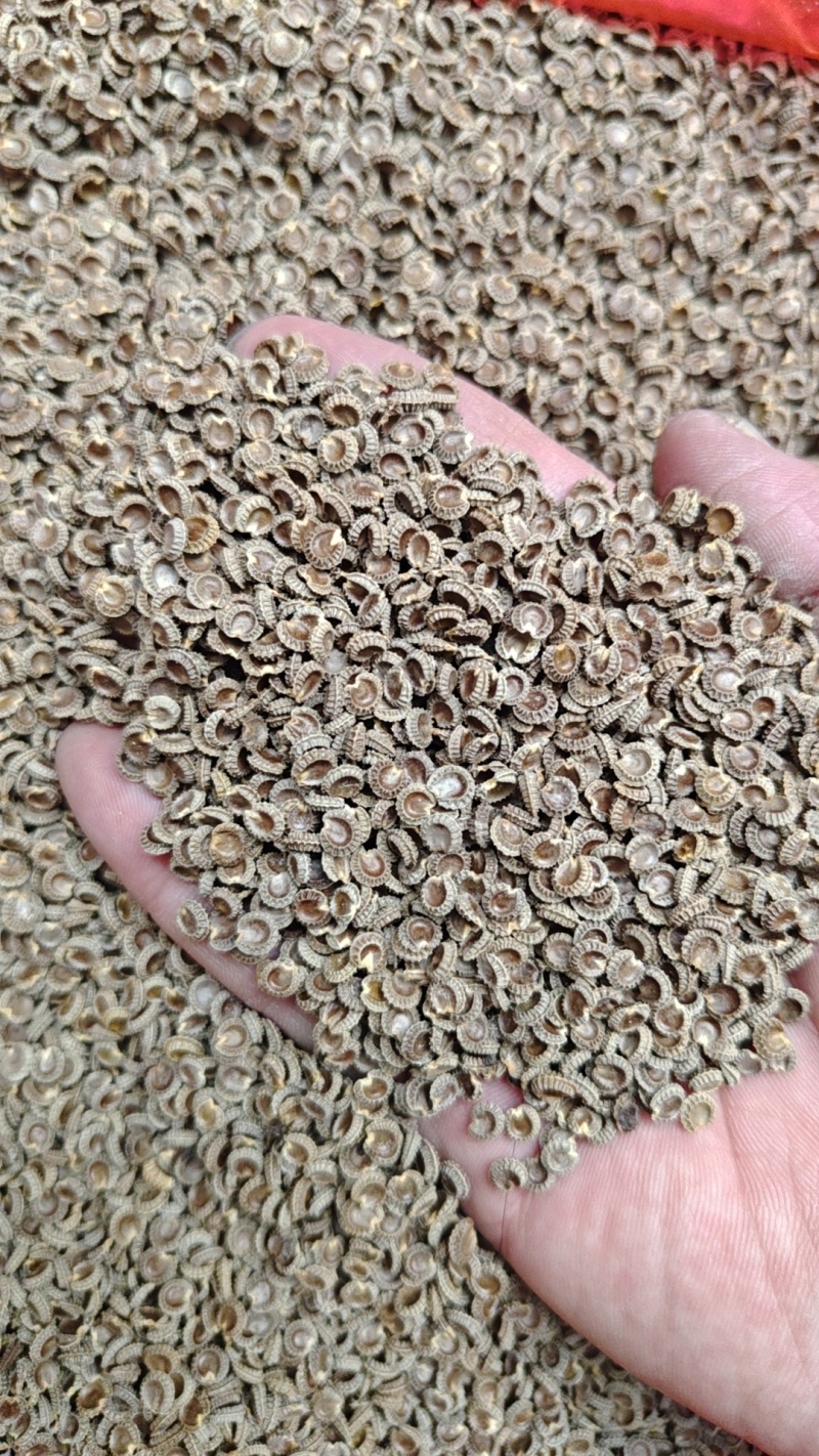 粉防己种子干静止处理改良过产量含量高价值高