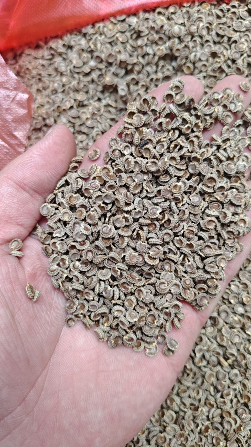 粉防己种子干静止处理改良过产量含量高价值高