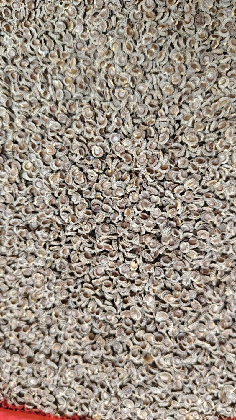 粉防己种子干静止处理改良过产量含量高价值高