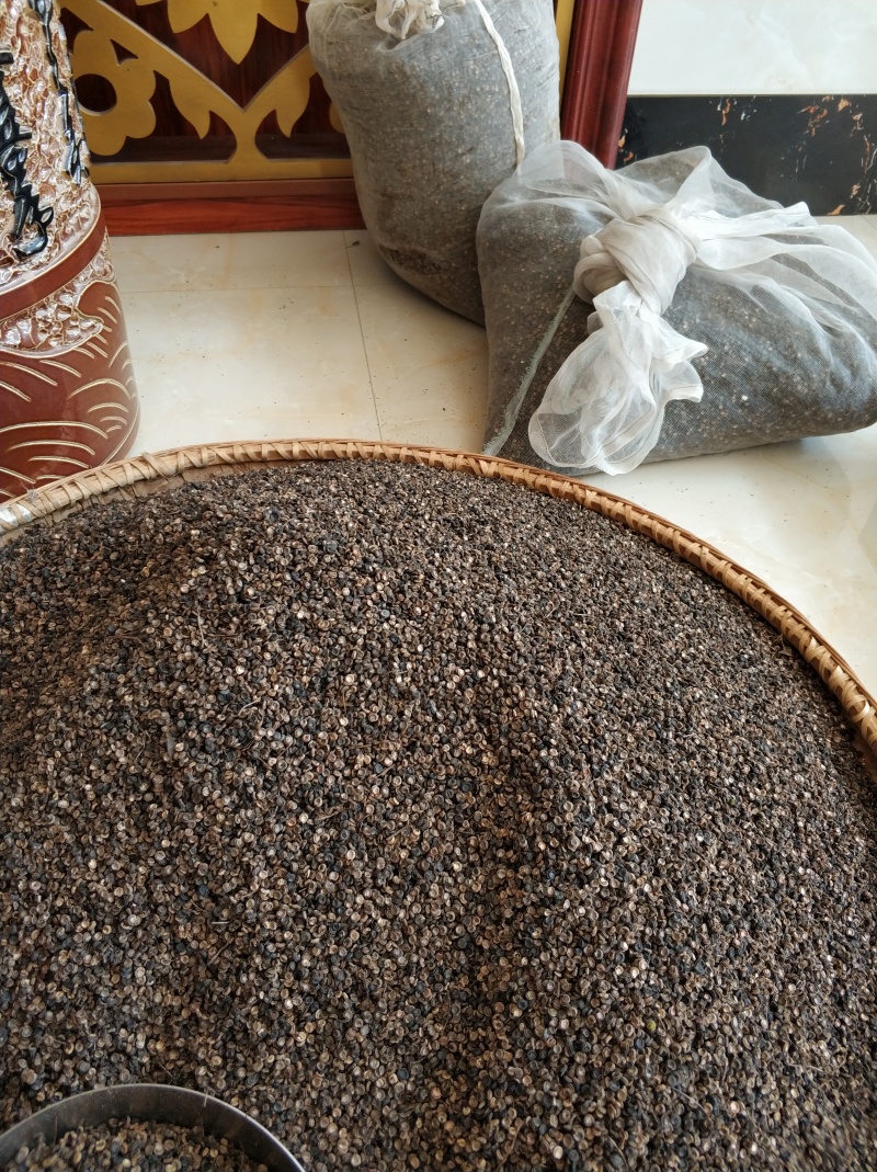 粉防己种子干静止处理改良过产量含量高价值高