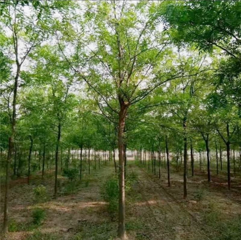 皂角树，基地出售，街道公园绿化树，枝叶茂密，规格齐全。