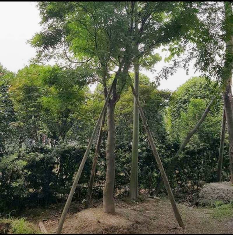 皂角树，基地出售，街道公园绿化树，枝叶茂密，规格齐全。