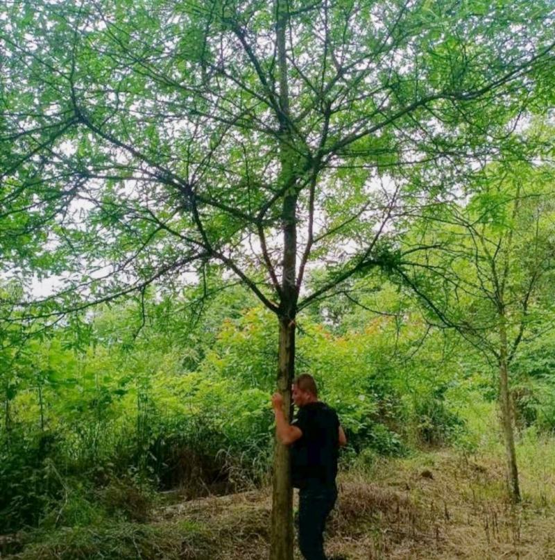 皂角树，基地出售，街道公园绿化树，枝叶茂密，规格齐全。