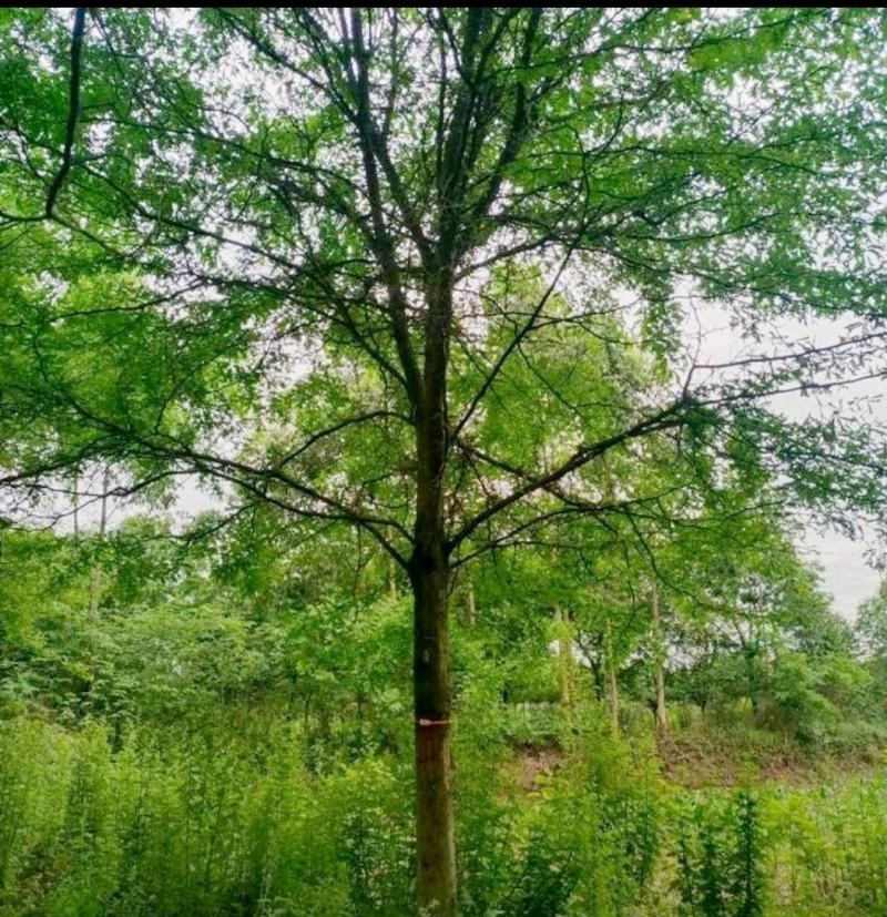 皂角树，基地出售，街道公园绿化树，枝叶茂密，规格齐全。