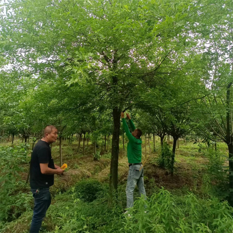 皂角树，基地出售，街道公园绿化树，枝叶茂密，规格齐全。