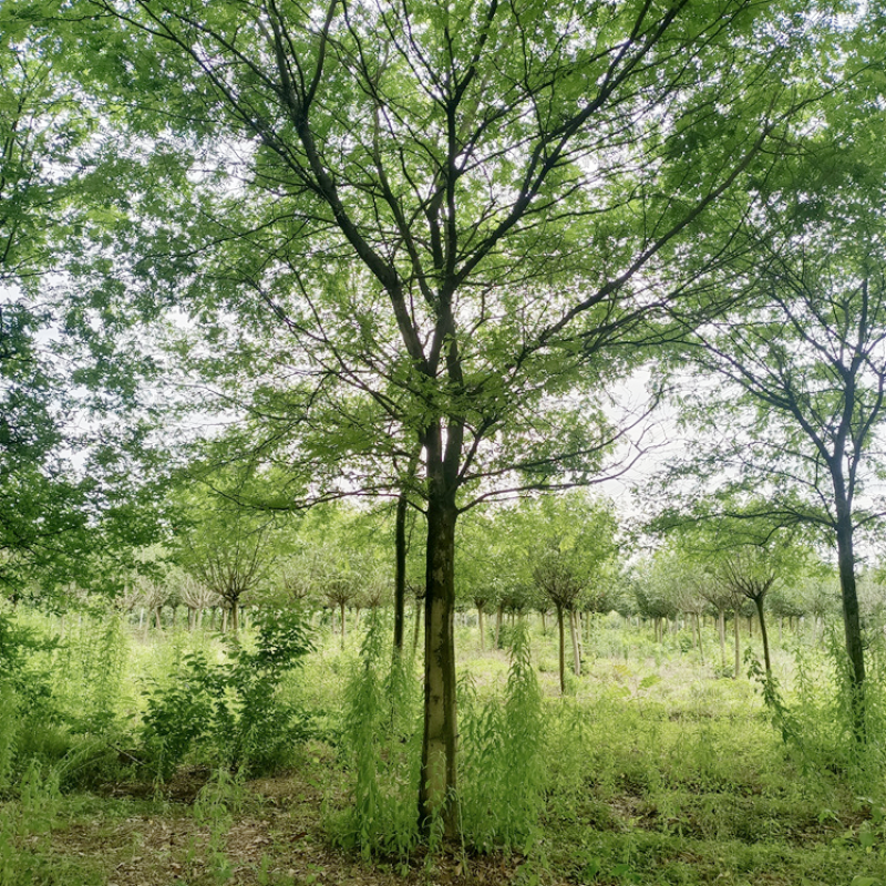 皂角树，基地出售，街道公园绿化树，枝叶茂密，规格齐全。