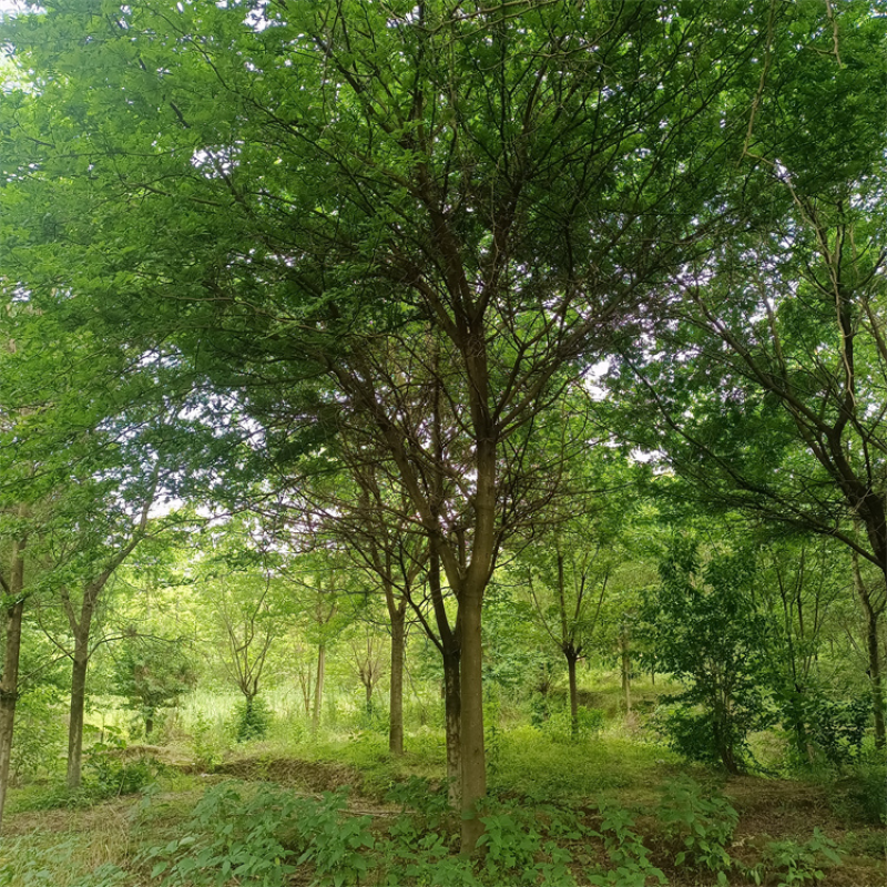 皂角树，基地出售，街道公园绿化树，枝叶茂密，规格齐全。