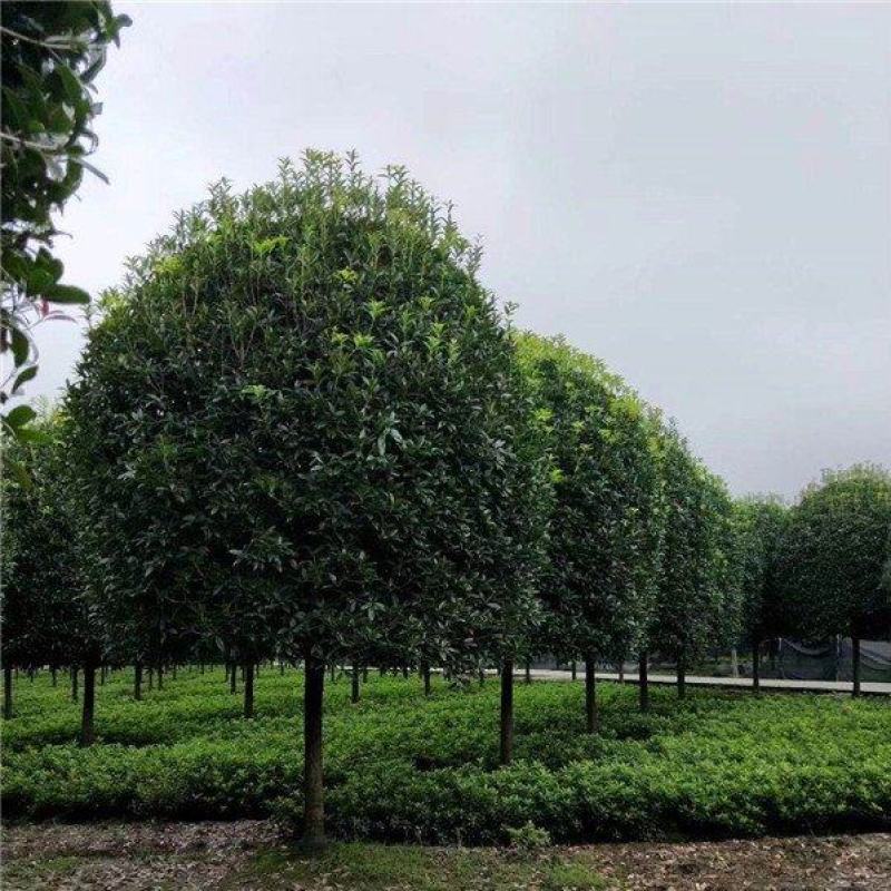 低分枝桂花，金桂丹桂，精品桂花树，花多，规格齐全