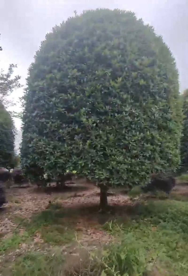 低分枝桂花，金桂丹桂，精品桂花树，花多，规格齐全