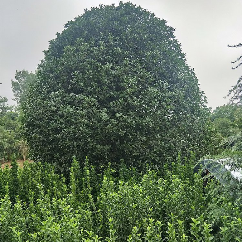 低分枝桂花，金桂丹桂，精品桂花树，花多，规格齐全