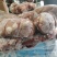 本地黄牛腰子净腰纯干