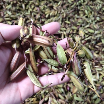 白芨种子产量含量高，品质有保障提供种植技术
