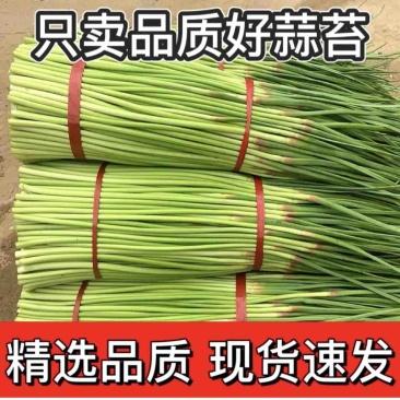 【精选】河南红帽蒜苔干苔不加水，全国代发一条龙服务