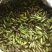 白芨种子产量含量高，品质有保障提供种植技术