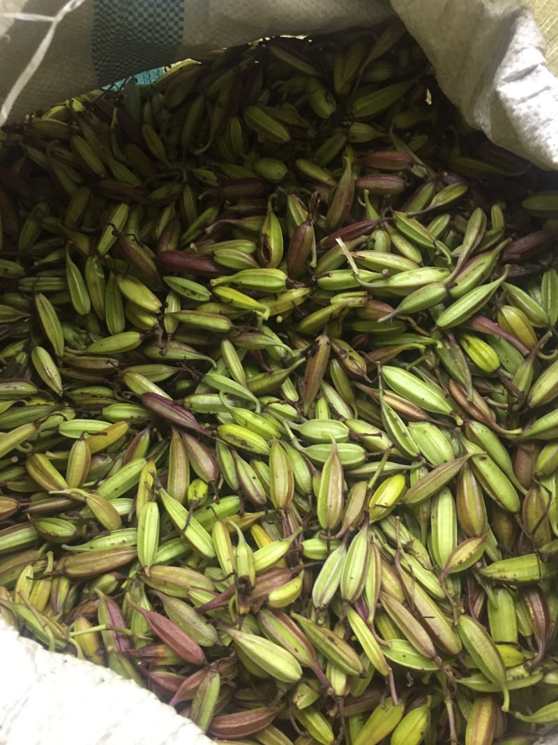 白芨种子产量含量高，品质有保障提供种植技术