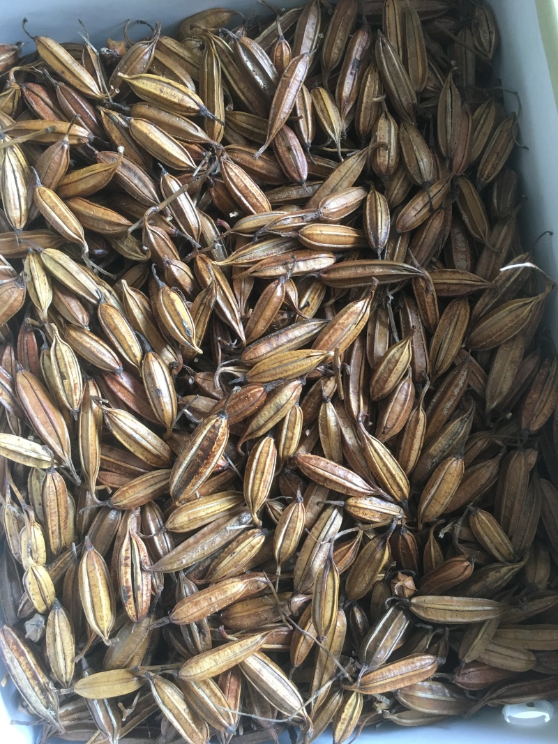 白芨种子产量含量高，品质有保障提供种植技术