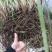 麦冬种苗大麦冬，2年露天驯化苗，产量含量高