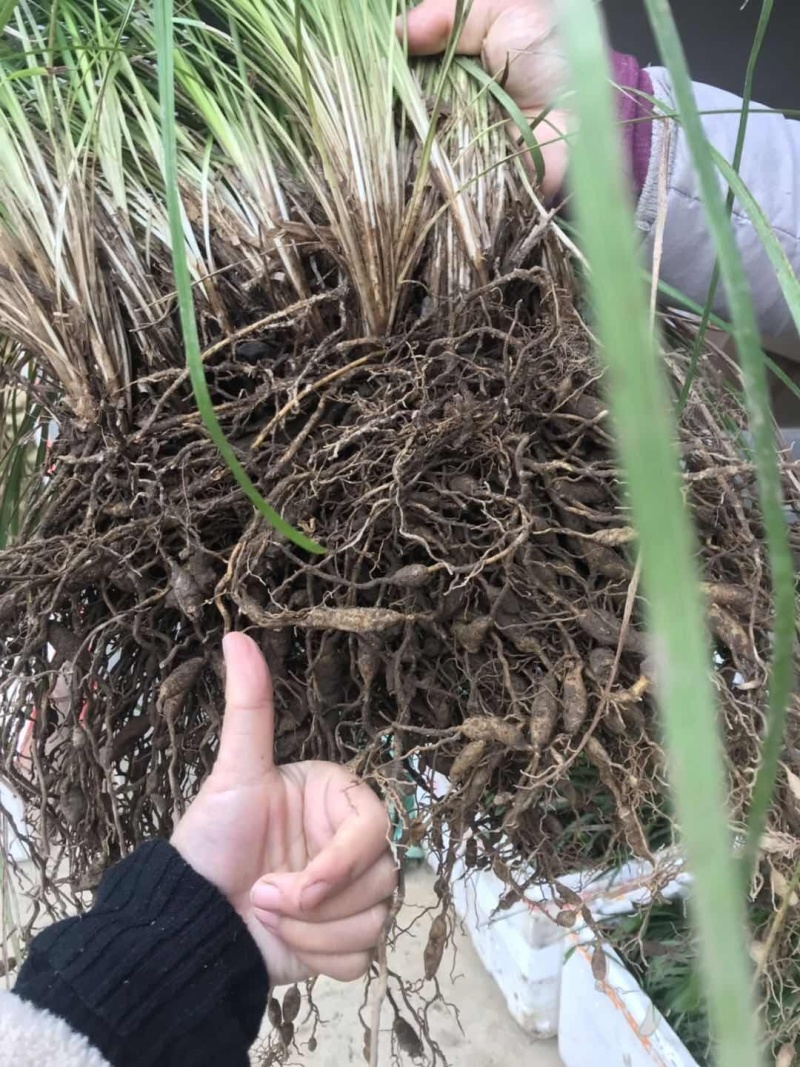 麦冬种苗大麦冬，2年露天驯化苗，产量含量高
