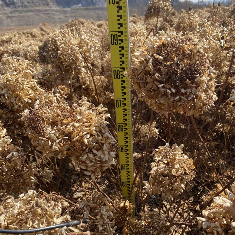 大花水桠木80-1.2米工程绿篱苗木绣球