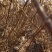 大花水桠木80-1.2米工程绿篱苗木绣球