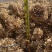 大花水桠木80-1.2米工程绿篱苗木绣球