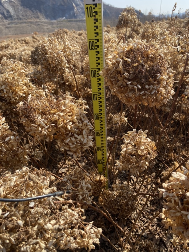 大花水桠木80-1.2米工程绿篱苗木绣球