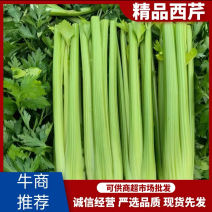 精品河南鹿邑西芹货源充足量大从优诚信经营
