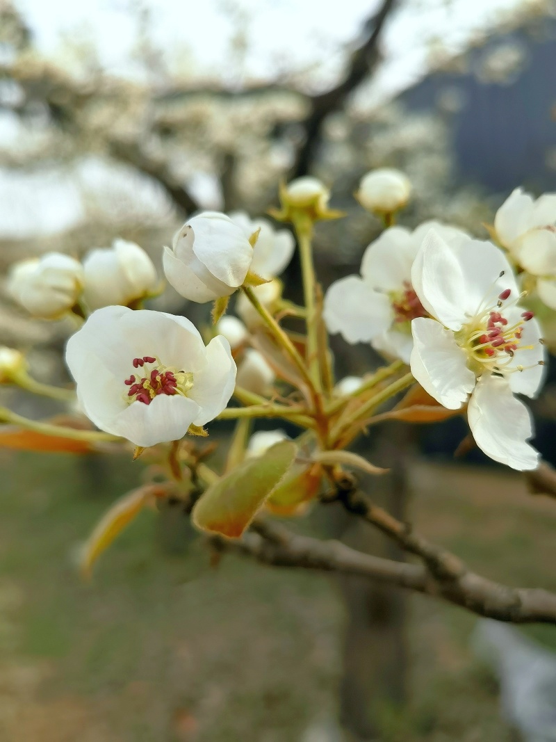 梨花粉