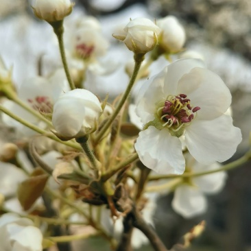 梨花粉