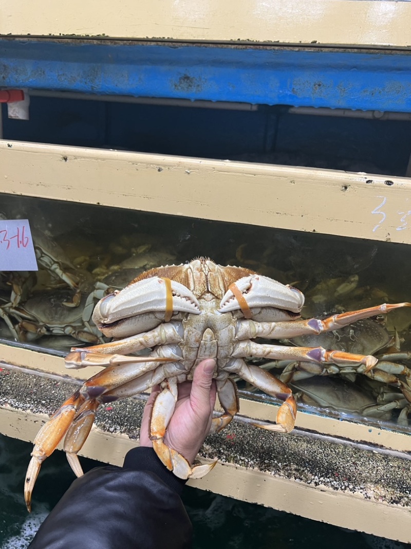 鲜活珍宝蟹海鲜生冻面包蟹冷冻太子蟹，量大从优，欢迎质询