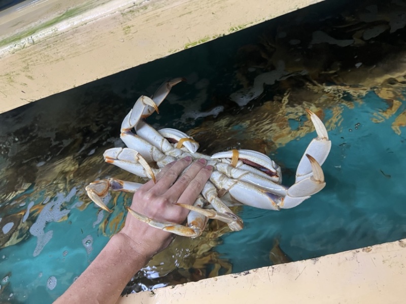 鲜活珍宝蟹海鲜生冻面包蟹冷冻太子蟹，量大从优，欢迎质询