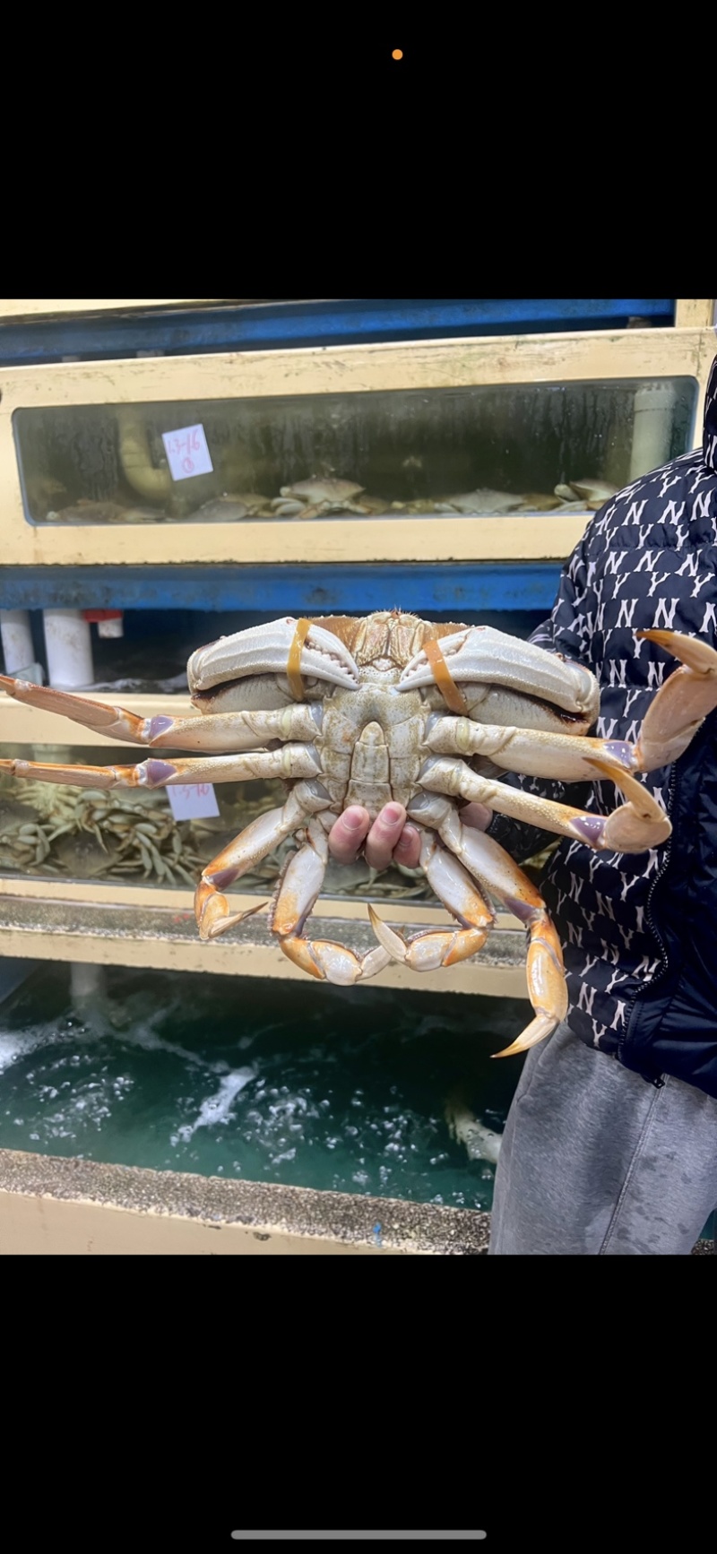 鲜活珍宝蟹海鲜生冻面包蟹冷冻太子蟹，量大从优，欢迎质询