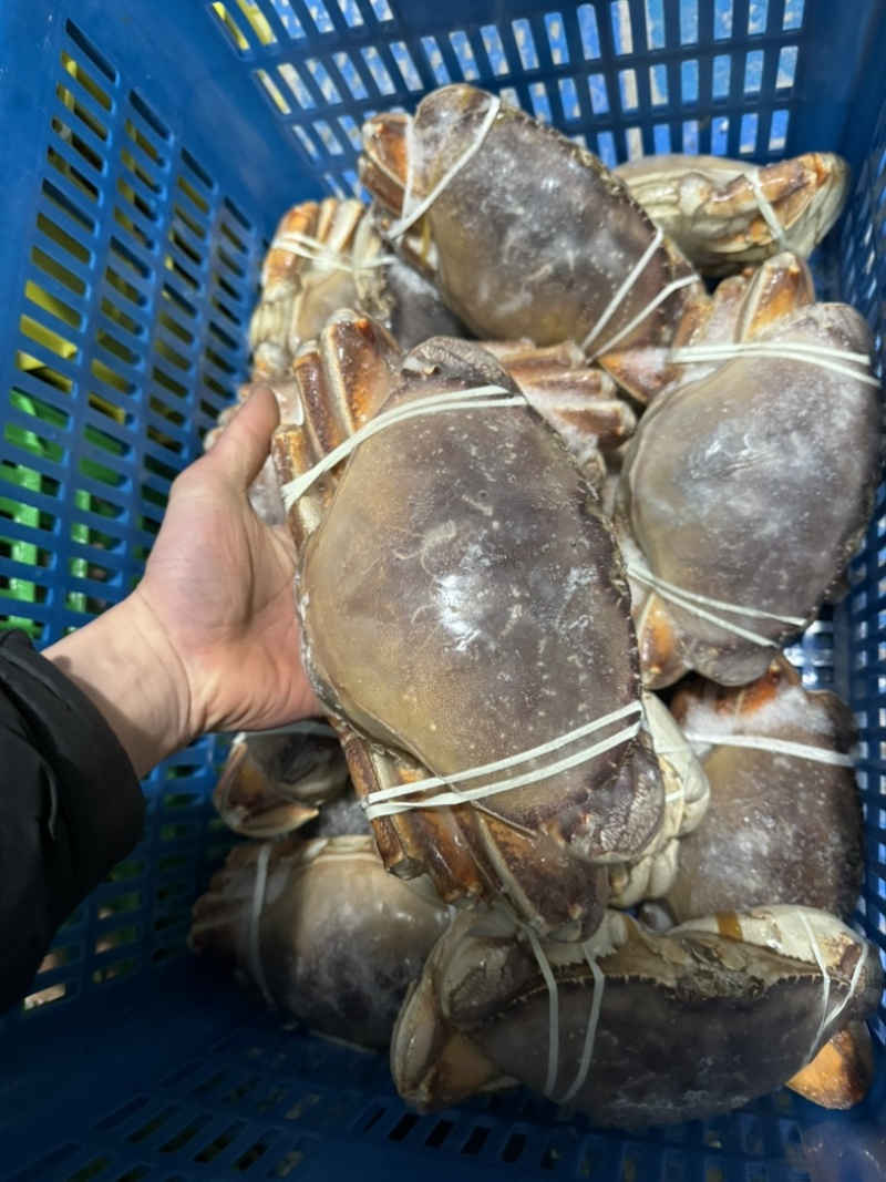 鲜活珍宝蟹海鲜生冻面包蟹冷冻太子蟹，量大从优，欢迎质询