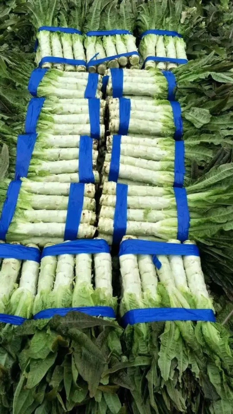 莴苣红尖叶莴苣埇桥莴苣无空心青肉货源充足代收代发