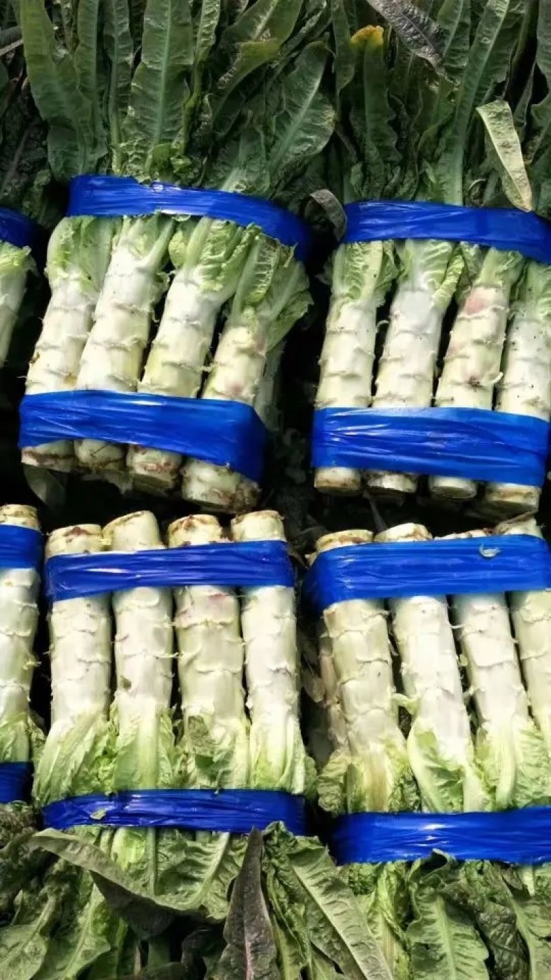 莴苣红尖叶莴苣埇桥莴苣无空心青肉货源充足代收代发
