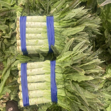 莴苣红尖叶莴苣埇桥莴苣无空心青肉货源充足代收代发